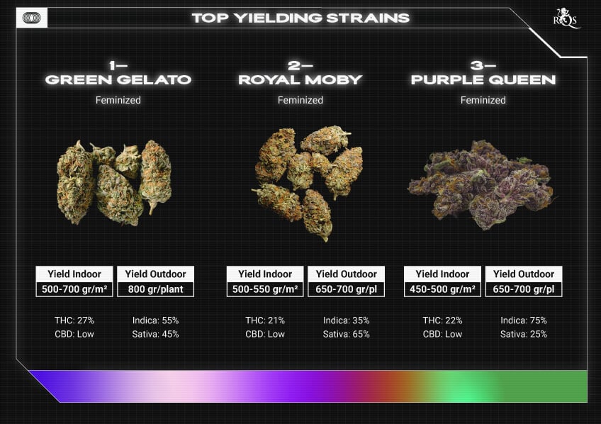 Top RQS Bigger Yield Strains Top RQS Bigger Yield Strains