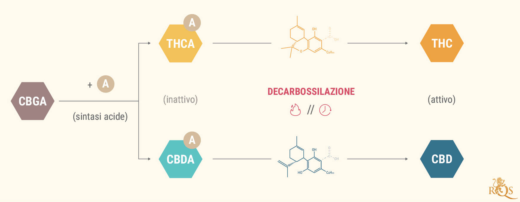 Cosa Sono gli Acidi Cannabinoidici? Cosa Sono gli Acidi Cannabinoidici?