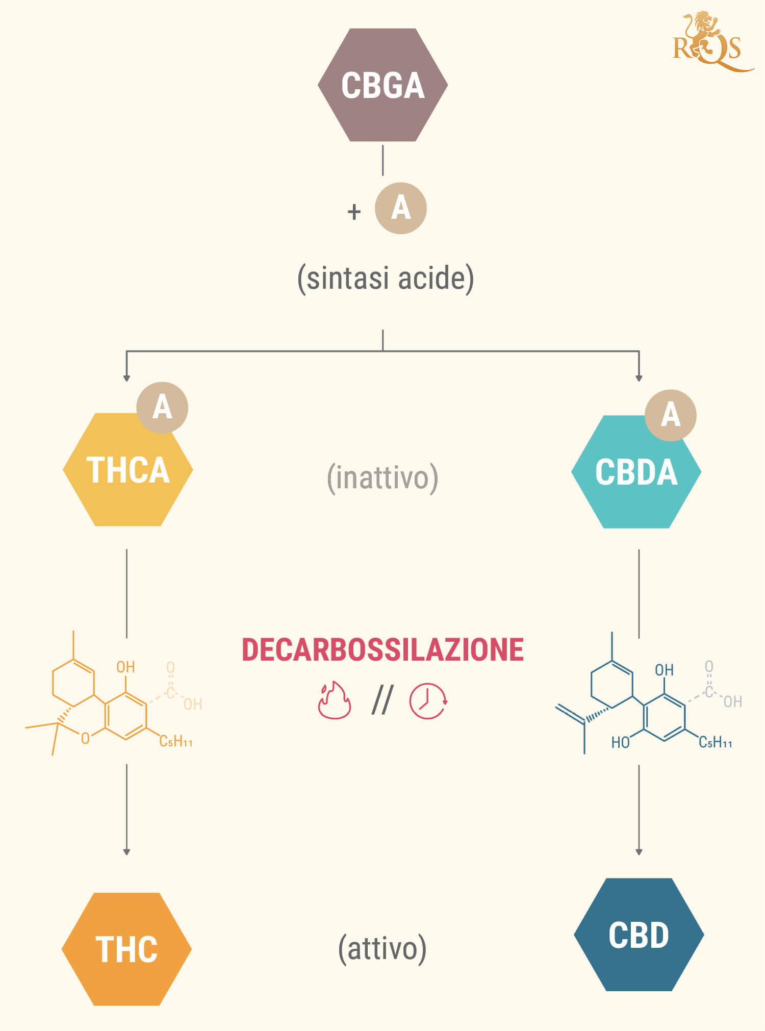 Cosa Sono gli Acidi Cannabinoidici? Cosa Sono gli Acidi Cannabinoidici?