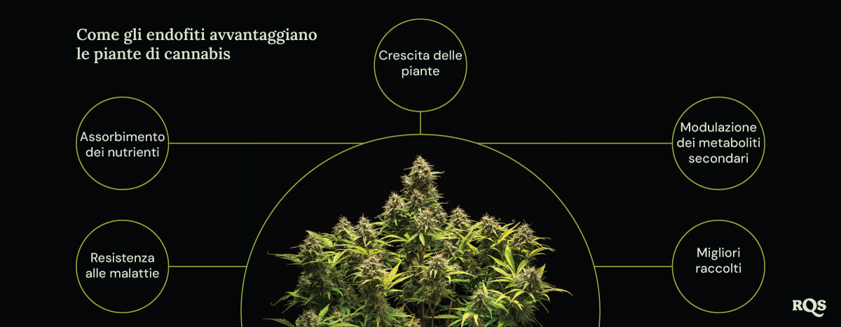 Come gli endofiti beneficiano le piante di cannabis Un diagramma di una pianta di marijuana circondata da quattro cerchi che mostrano i benefici degli endofiti: crescita più rapida, migliore assorbimento dei nutrienti, resistenza alle malattie e aumento della produzione di composti medicinali.