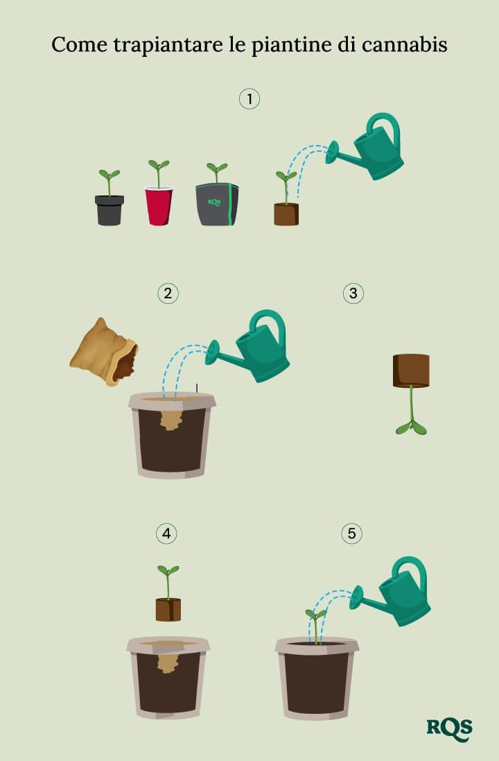 How to transplant cannabis seedling How to transplant cannabis seedling