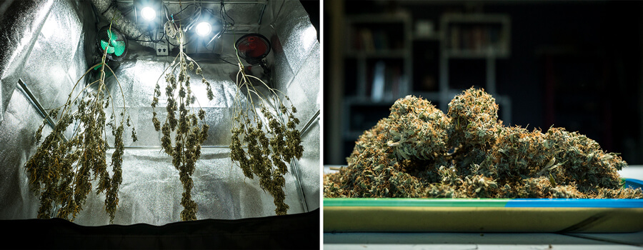 Germogli di cannabis Mimosa Auto essiccati in una grow box riflettente dopo il raccolto, mostrando condizioni di essiccazione ottimali per una massima conservazione dei terpeni e potenza.