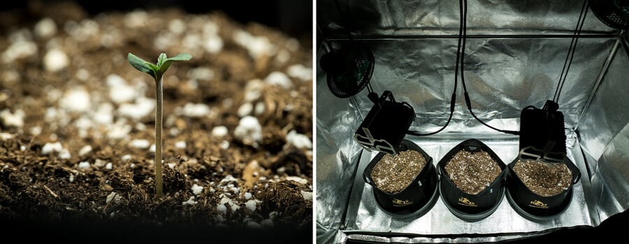 Piantina di cannabis Mimosa Auto nella prima settimana, germogliando in una grow box sotto illuminazione controllata, segnando l'inizio di un diario di crescita dettagliato per Mimosa Auto.