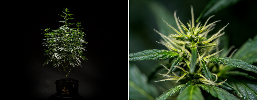 Pianta di cannabis Mimosa Auto nella settimana 6 di fioritura, mostrando una struttura ben sviluppata con più rami e fogliame denso, insieme a un primo piano dei fiori in germoglio con pistilli e tricomi visibili.