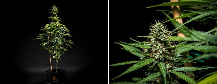 Pianta di cannabis Mimosa Auto nella settimana 8 di crescita, mostrando una struttura robusta e germogli in maturazione sotto condizioni ottimali di illuminazione e nutrienti come dettagliato nel rapporto di crescita.