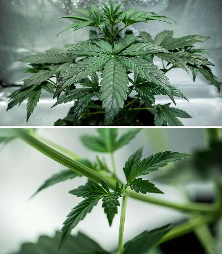 Pianta di cannabis Mimosa Auto in crescita vegetativa, con foglie a ventaglio vivaci e turgide e uno sviluppo regolare sotto illuminazione controllata e ambiente nutritivo.