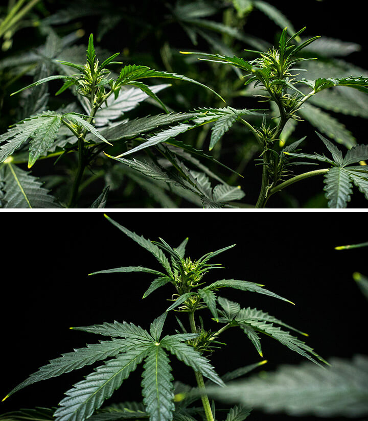Fioritura del cannabis Mimosa Auto, con formazione precoce di germogli e foglie verdi rigogliose sotto illuminazione e configurazione nutritiva ottimizzata, mostrando una fase di fioritura robusta.