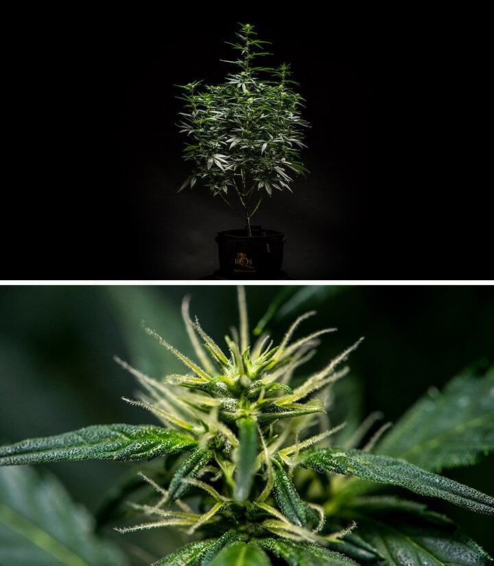 Pianta di cannabis Mimosa Auto nella settimana 6 di fioritura, mostrando una struttura ben sviluppata con più rami e fogliame denso, insieme a un primo piano dei fiori in germoglio con pistilli e tricomi visibili.