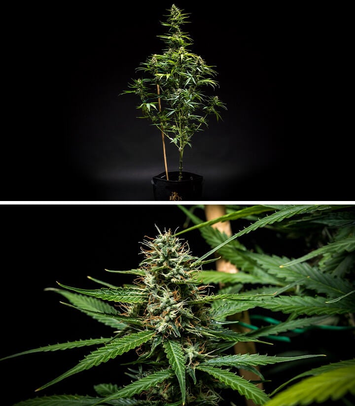 Pianta di cannabis Mimosa Auto nella settimana 8 di crescita, mostrando una struttura robusta e germogli in maturazione sotto condizioni ottimali di illuminazione e nutrienti come dettagliato nel rapporto di crescita.