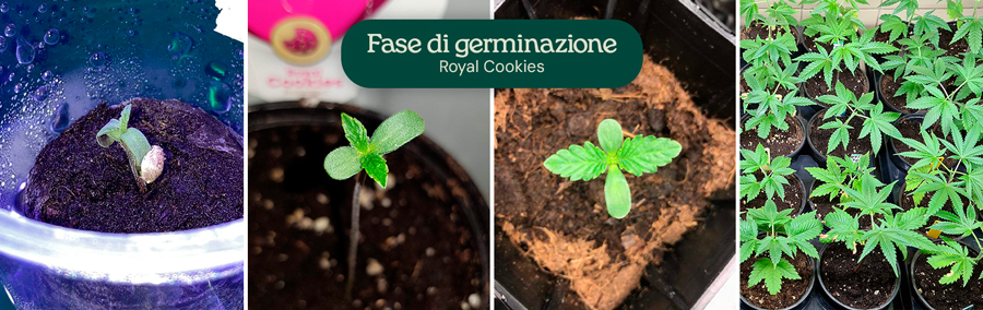 Royal Cookies Germination Royal Cookies Germination