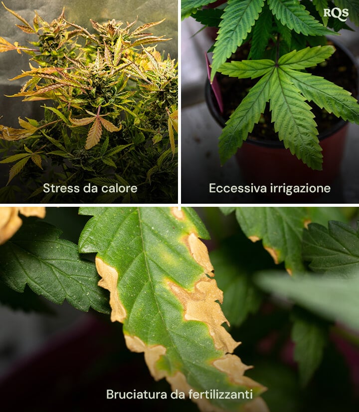 Sovrapposizione dei sintomi con altri problemi Un collage di tre piante di cannabis che mostrano
