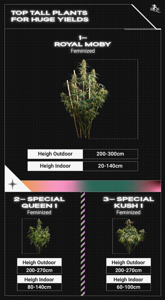 Top RQS Tall Plants Top RQS Tall Plants