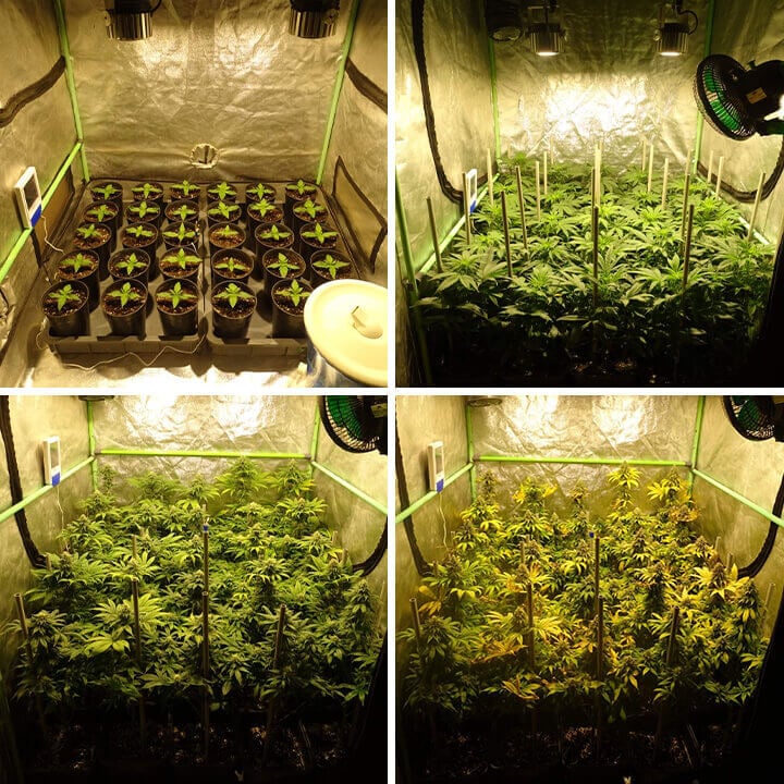 Crescita di Candy Kush Express indoor Pianta di Candy Kush Express che cresce indoor sotto luci artificiali durante la fase di fioritura, mostrando foglie verdi sane e gemme vibranti.