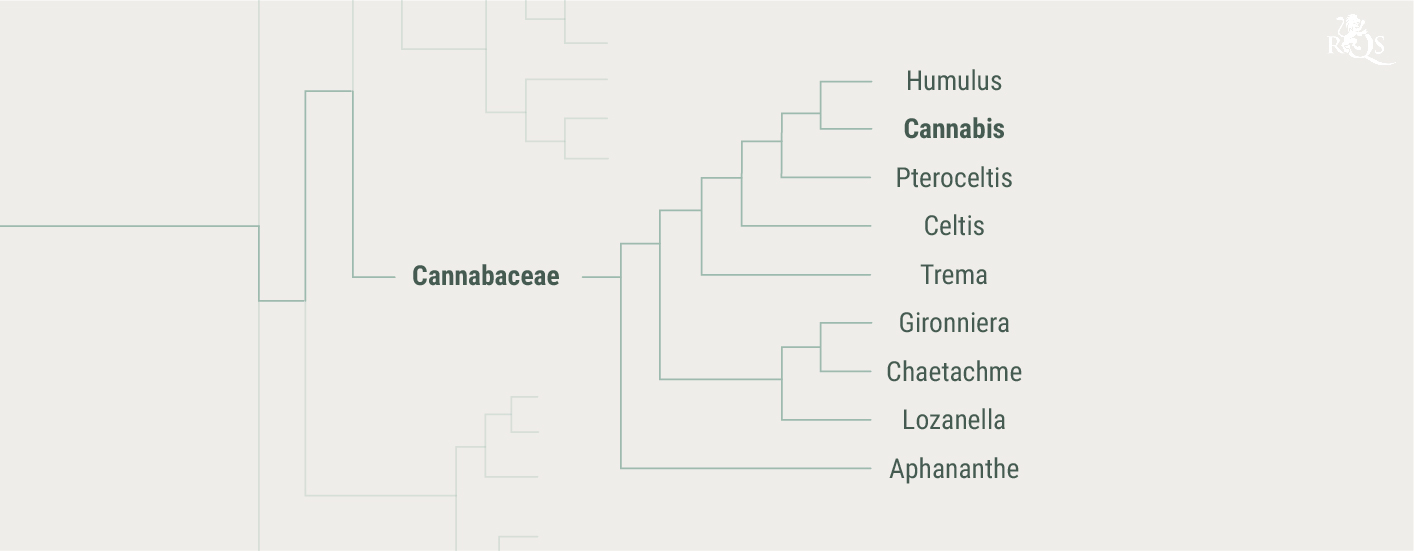 Storia della famiglia delle Cannabaceae Storia della famiglia delle Cannabaceae