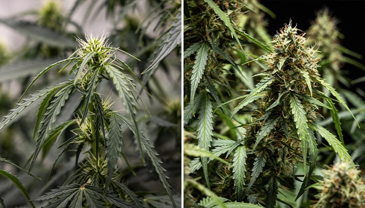 The blooming period of cannabis The blooming period of cannabis
