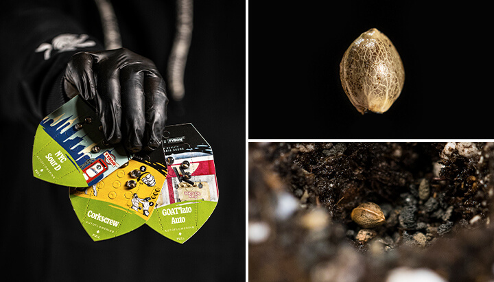 Cannabis Seeds Cannabis Seeds