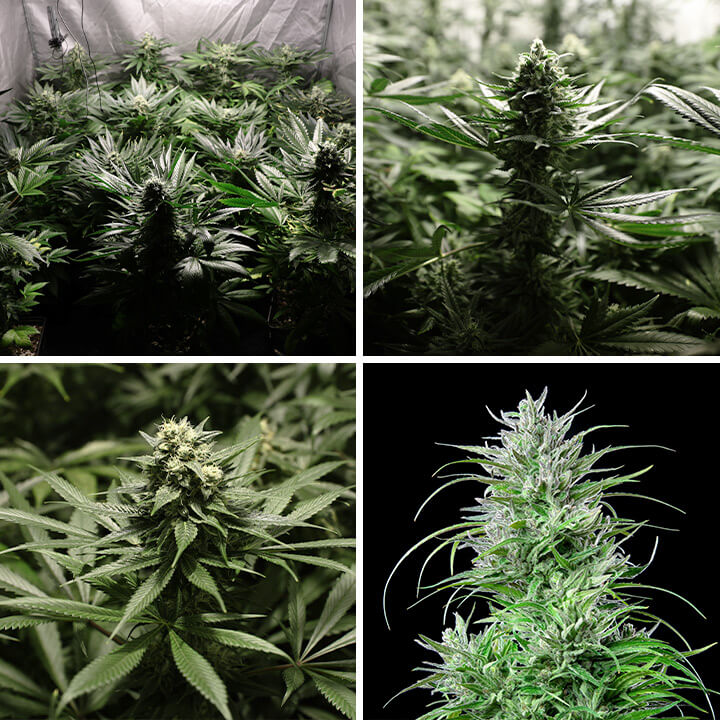 Pianta di Critical Kush prosperante in una serra indoor Primo piano di una pianta di Critical Kush sana in una serra, con foglie verdi vibranti e gemme resinose.