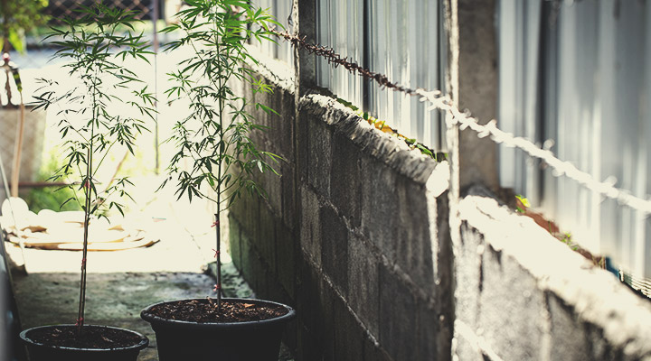 Prima del 2021, qual era l'atteggiamento di Malta nei confronti della cannabis? Prima del 2021, qual era l'atteggiamento di Malta nei confronti della cannabis?