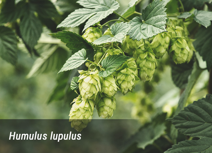 Humulus Humulus
