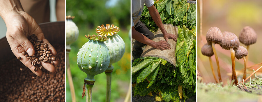 Plants with Alkaloids Plants with Alkaloids