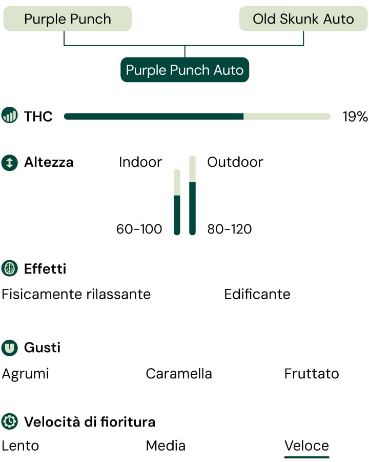 Purple Punch Auto Characteristics Purple Punch Auto Characteristics