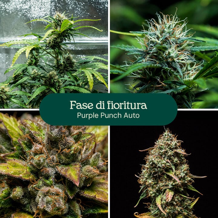 Purple Punch Auto Strain Review Purple Punch Auto Strain Review