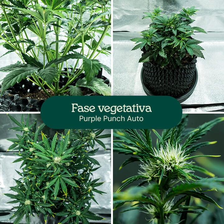 Purple Punch Auto Strain Review Purple Punch Auto Strain Review