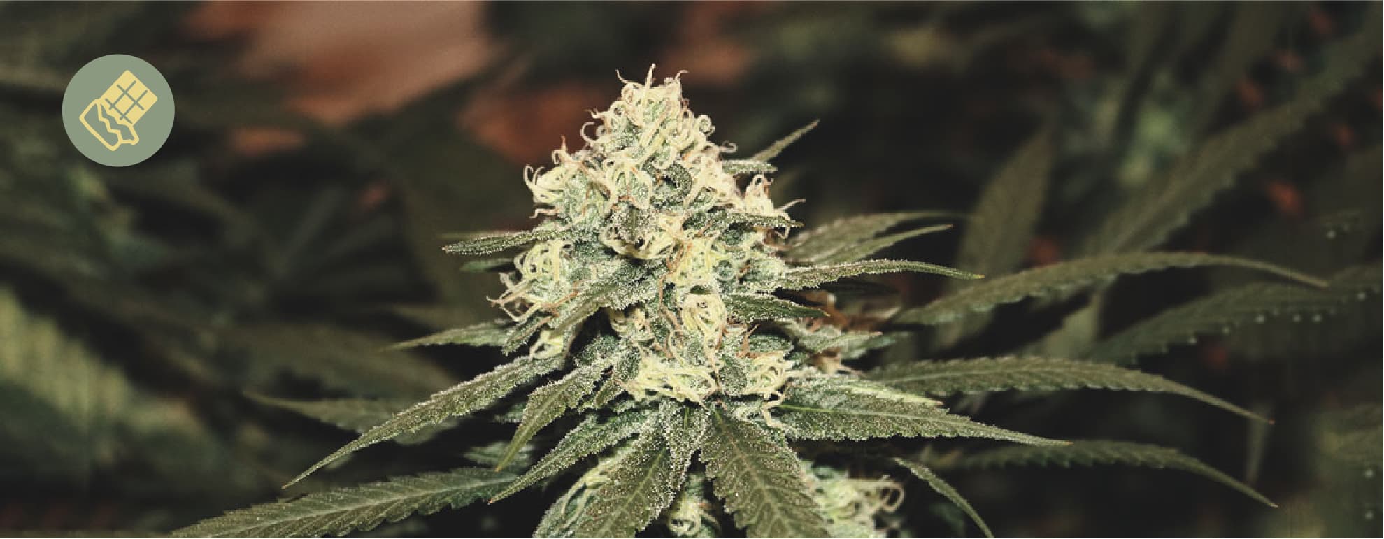 Il migliore cioccolato per la cannabis Il migliore cioccolato per la cannabis