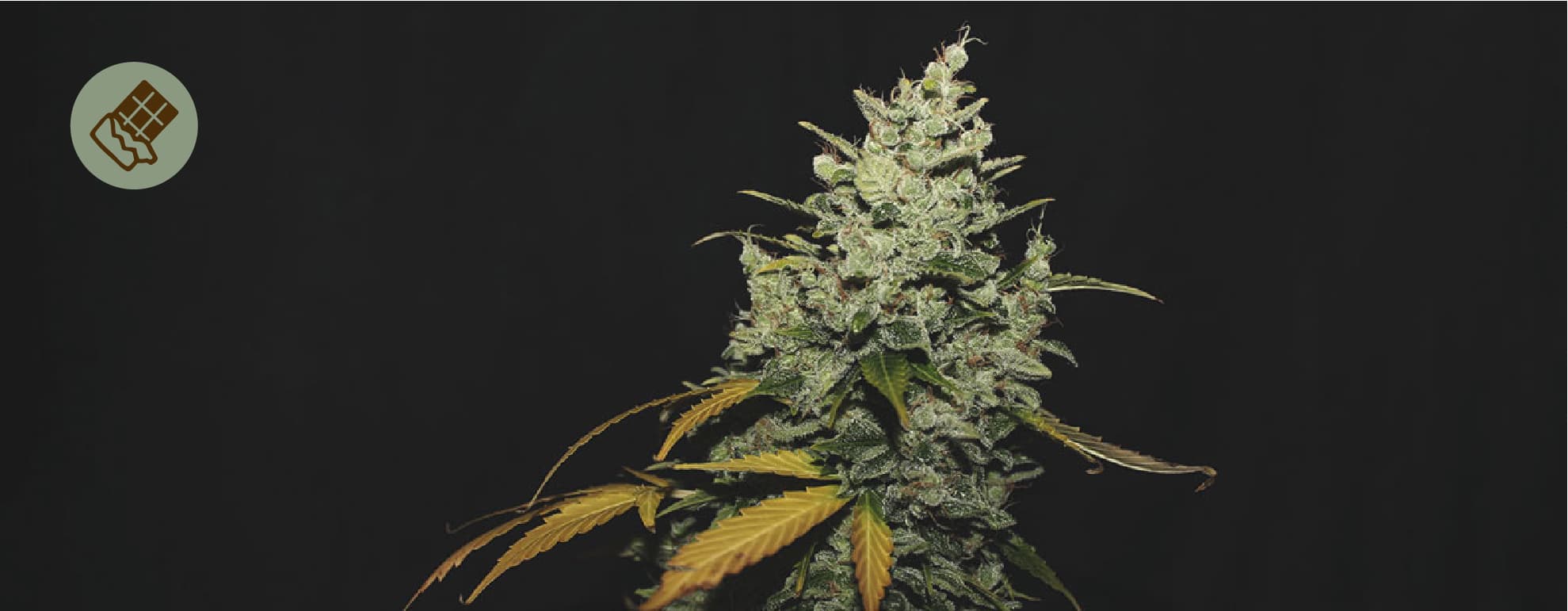 Il migliore cioccolato per la cannabis Il migliore cioccolato per la cannabis