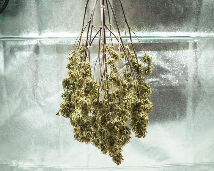 Harvest Harvest