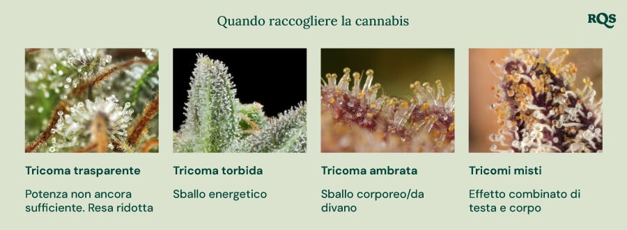 Quando raccogliere la cannabis: una guida ai tricomi Una guida visiva per la raccolta della cannabis basata sul colore dei tricomi. Mostra quattro stadi: tricomi chiari (non abbastanza potenti), tricomi lattiginosi (effetto energetico), tricomi ambrati (effetto corporeo/sedativo) e tricomi misti (effetto equilibrato corpo e mente).
